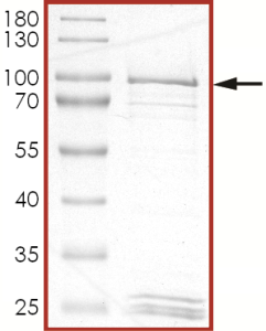 EGFR (L718Q L858R), Active
